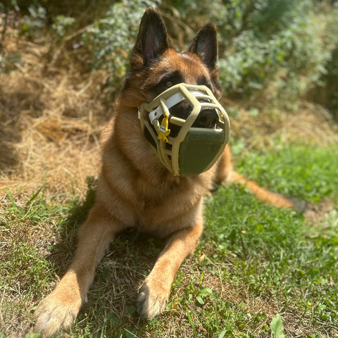 Scavenger Guard