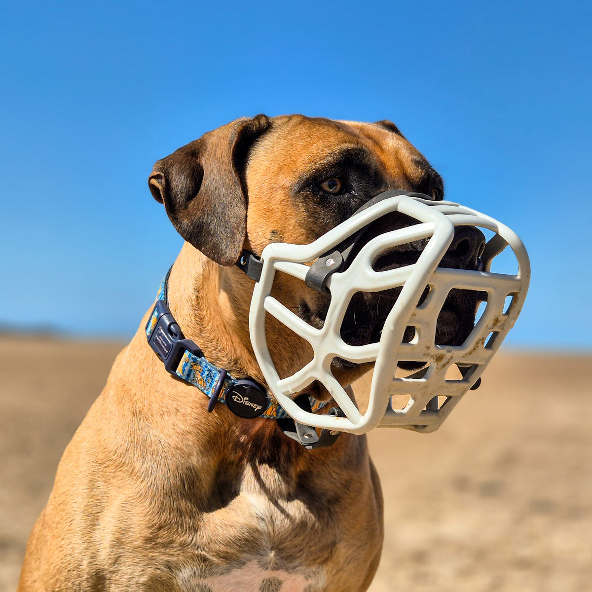Harry 2.0* Muzzle Collar and Lead set