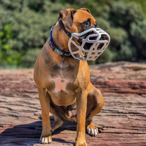 Size Harry 2.0 Dog Muzzle - Made to order muzzle with colour customisation