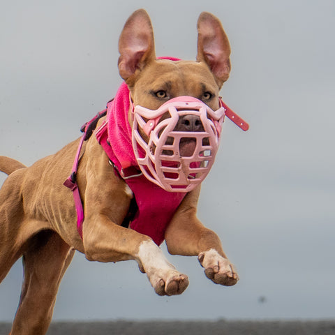 The Muzzle Movement Size Pippa Dog Muzzle for Trade Pre Order - SHIPPING DUE TO START FROM THE 8TH DECEMBER 2025