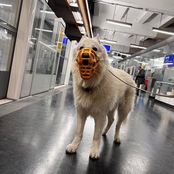 Dog wearing an orange muzzle on public transport
