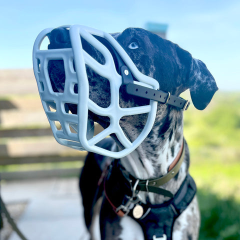 Size Harry 2.0 Dog Muzzle - Made to order muzzle with colour customisation