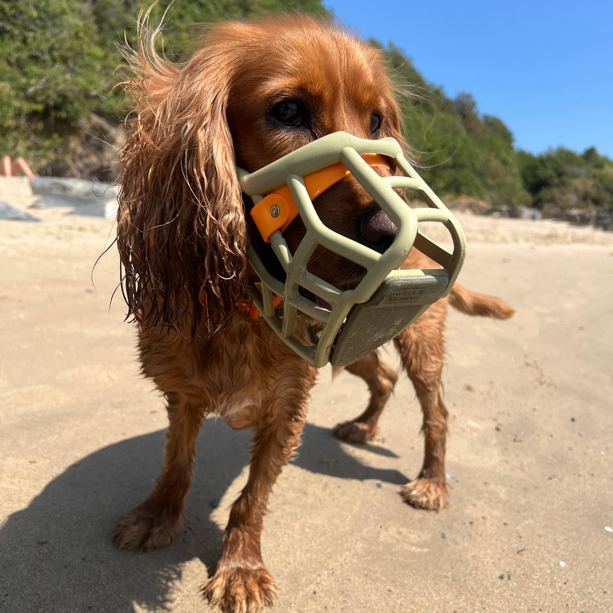 Neli Muzzle Collar and Lead set
