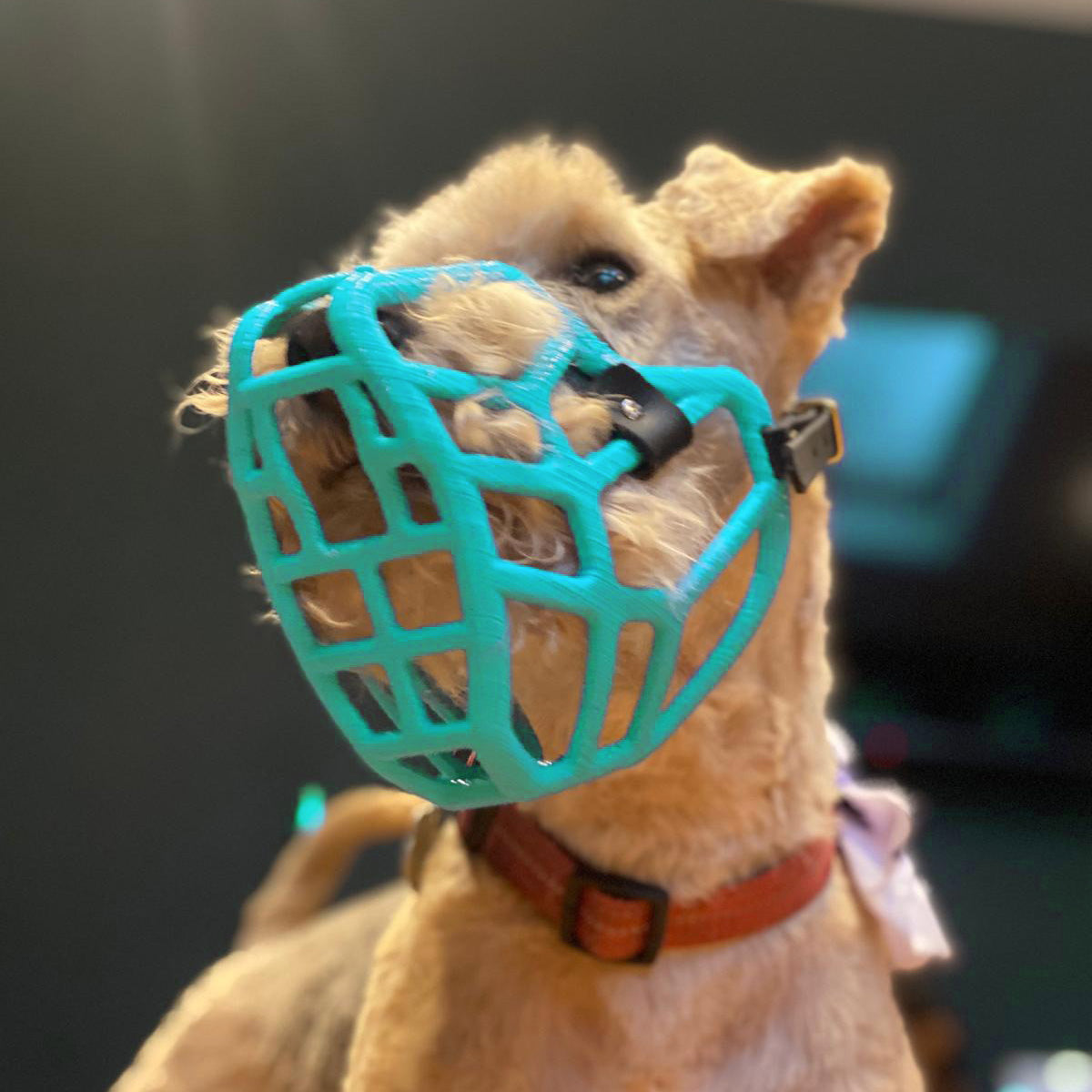 PRE ORDER Teal Size Jimmy Dog Muzzle - Made to order muzzle with colour customisation (shipping March 2027) (Clara test)