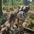 The Muzzle Movement Size Harry Dog Muzzle 2.0 for Trade