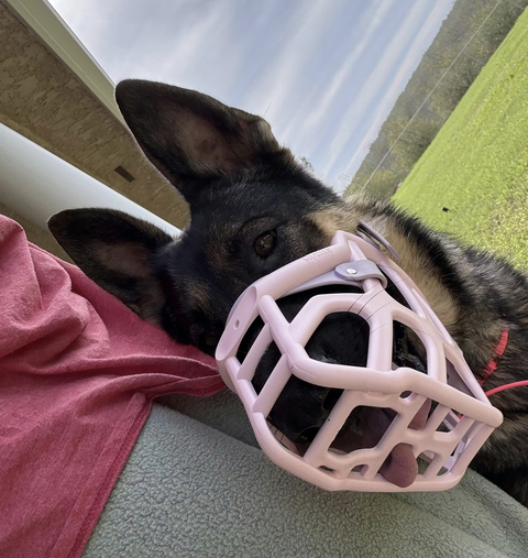 Size Taz Dog Muzzle - Made to order muzzle with colour customisation