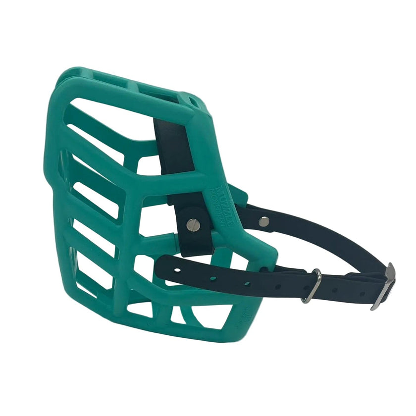 the muzzle movement teal rex dog muzzle with black strapping and nickel chicago screws 