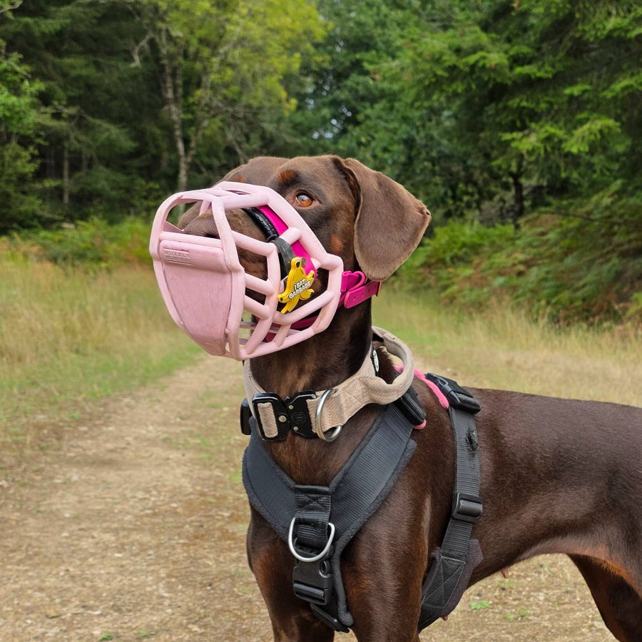 Tolly Dog Muzzle Collar and Lead set