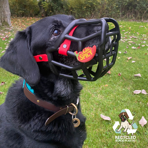 Tolly Black Muzzle – Limited Edition Recycled - Ready to Ship