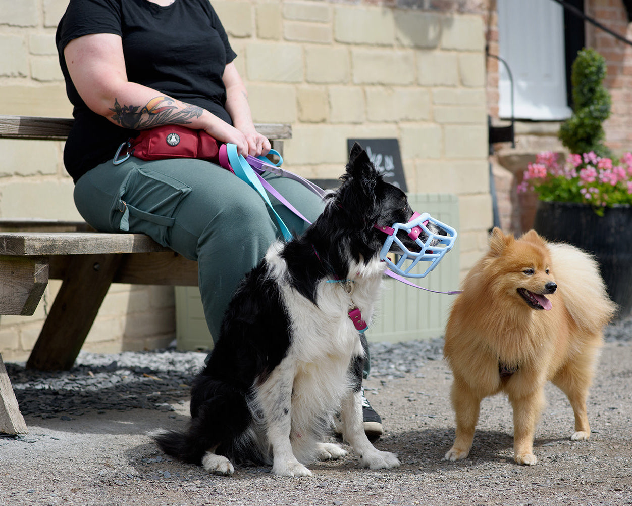 Person sitting on a bench with two dogs, one wearing a muzzle, in an outdoor setting.