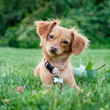 Small dog sitting on grass with a blurred natural background