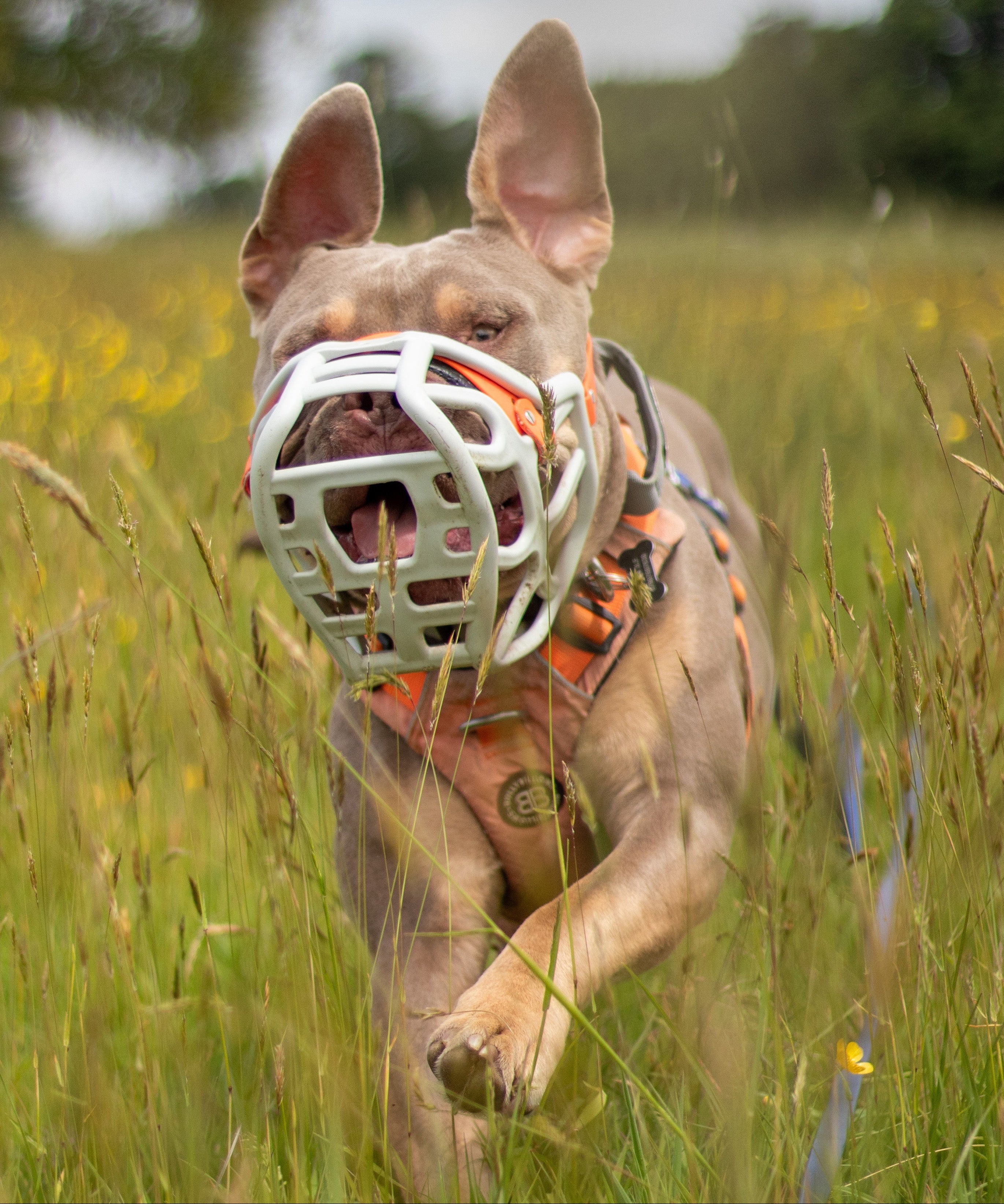 Dog running in a field with a muzzle on