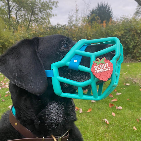 Black dog wearing a teal muzzle with a 'Berrit Friendly' tag outdoors.