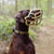 Size Sunny Dog Muzzle- Made to order muzzle with colour customisation