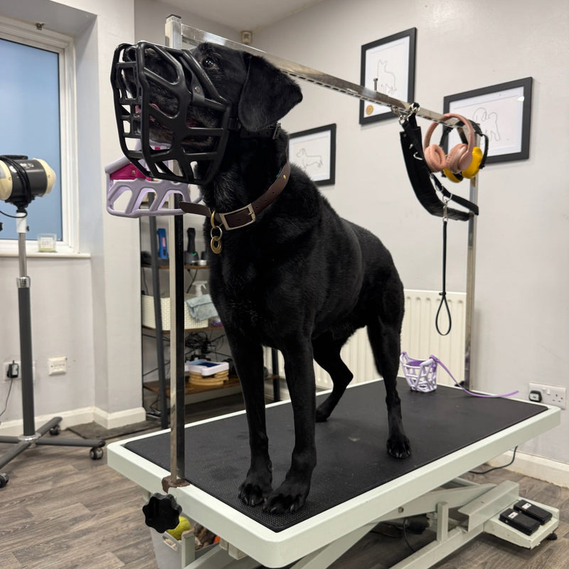 Black dog on a groomers examination table with a muzzle 