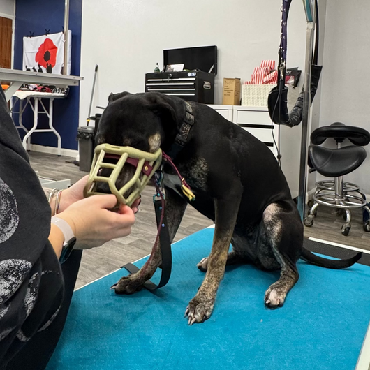 Person grooming a dog on a blue grooming table in a professional setting.