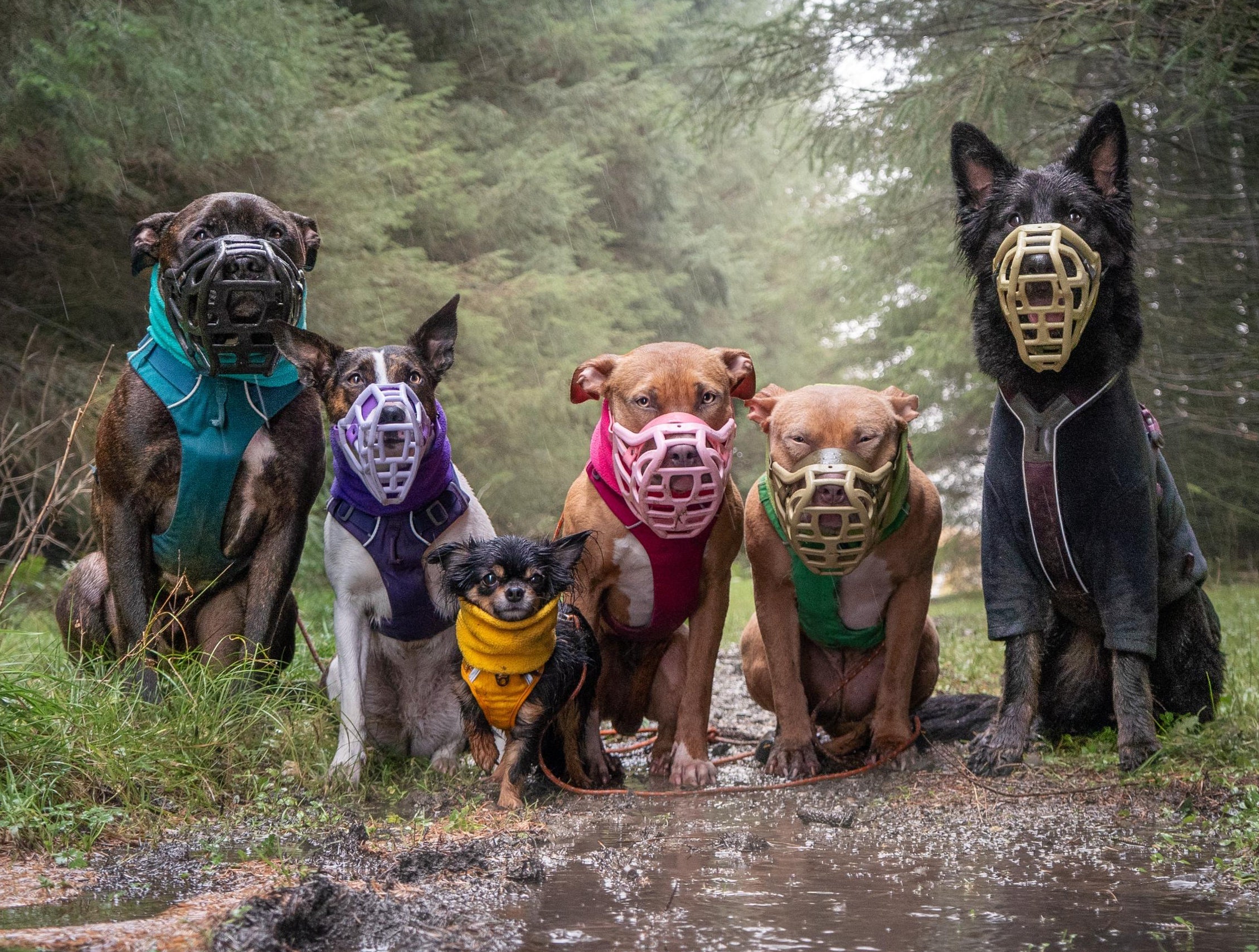 Group of dogs in colorful muzzles standing in a forest with a muddy path.