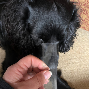 Person measuring a black dog's nose with a ruler