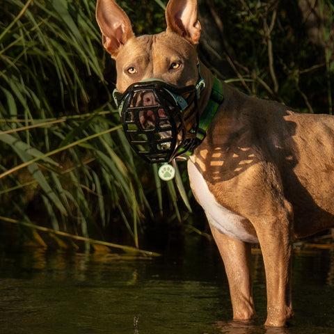 Size Pippa Dog Muzzle Pre Order - Made to order muzzle with colour customisation - SHIPPING DUE TO START FROM THE 8TH DECEMBER 2025