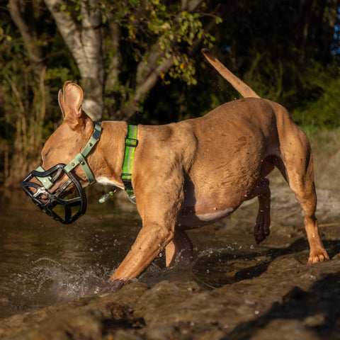The Muzzle Movement Size Pippa Dog Muzzle for Trade Pre Order - SHIPPING DUE TO START FROM THE 8TH DECEMBER 2025
